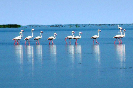 golden triangle with chilika lake tours