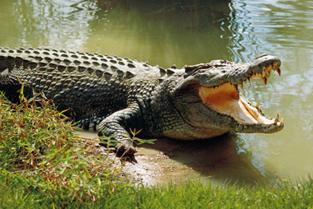 buddhist and wildlife tour in odisha