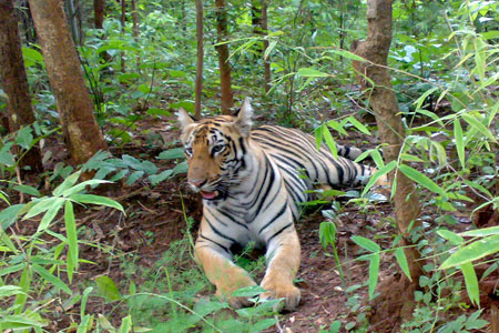 odisha wildlife tour 1 1